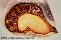 Strophocactus wittii Seed with air chambers W.Barthlott Lotus-Salvinia_h.jpg